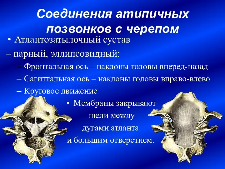 Соединения атипичных позвонков с черепом Атлантозатылочный сустав – парный, эллипсовидный: Фронтальная