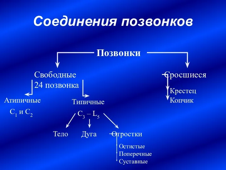 Соединения позвонков Позвонки Свободные 24 позвонка Сросшиеся Крестец Копчик Атипичные Типичные