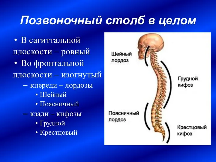 Позвоночный столб в целом В сагиттальной плоскости – ровный Во фронтальной