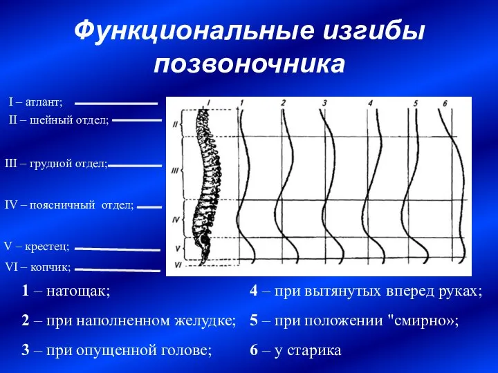 Функциональные изгибы позвоночника 1 – натощак; 2 – при наполненном желудке;