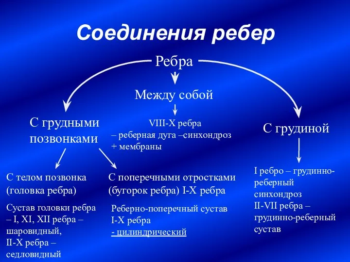 Соединения ребер С грудными позвонками С грудиной Между собой Ребра С