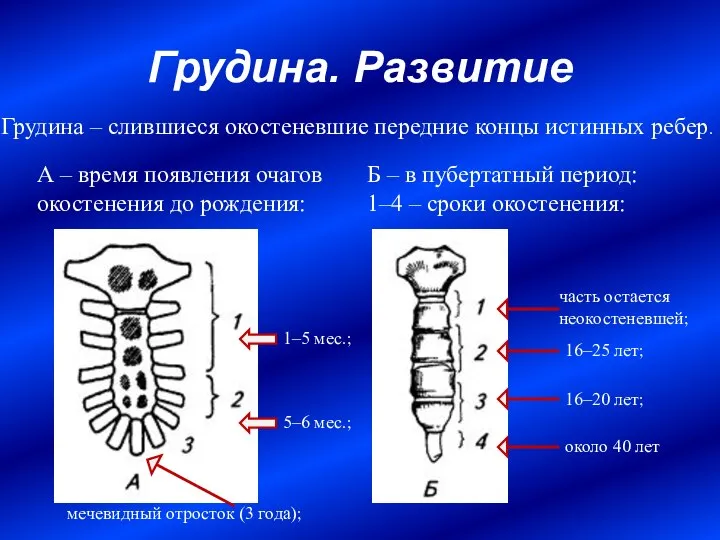 Грудина. Развитие А – время появления очагов окостенения до рождения: Б