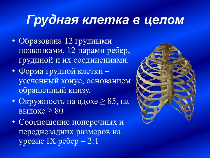 Грудная клетка в целом Образована 12 грудными позвонками, 12 парами ребер,