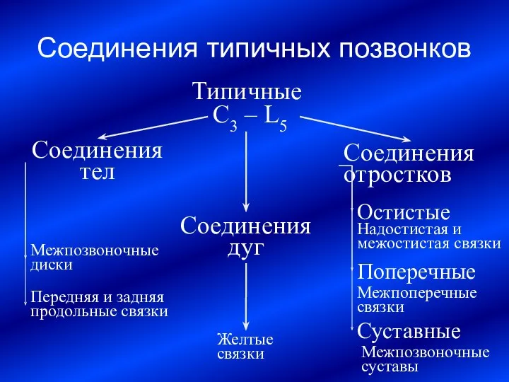 Соединения типичных позвонков Типичные C3 – L5 Соединения тел Соединения дуг