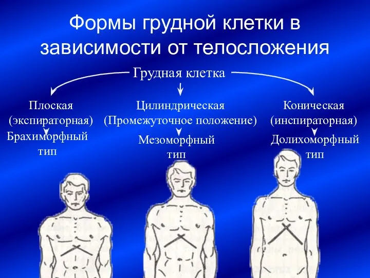 Формы грудной клетки в зависимости от телосложения Грудная клетка Коническая (инспираторная)