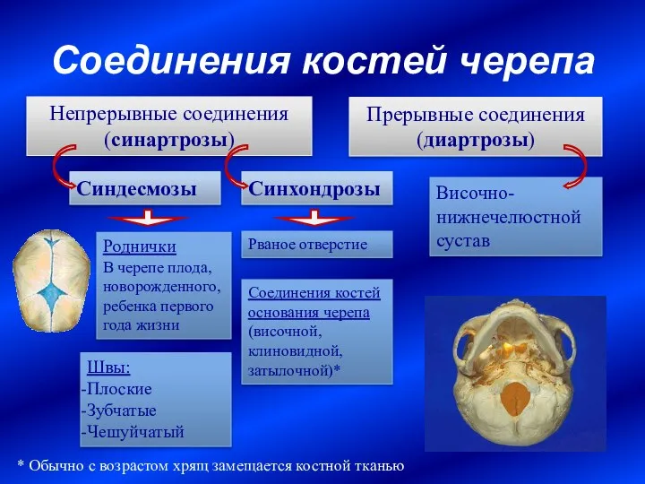 Соединения костей черепа Непрерывные соединения (синартрозы) Прерывные соединения (диартрозы) Швы: Плоские