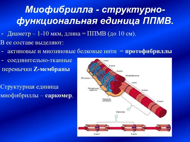 Миофибрилла - структурно-функциональная единица ППМВ. Диаметр – 1-10 мкм, длина =