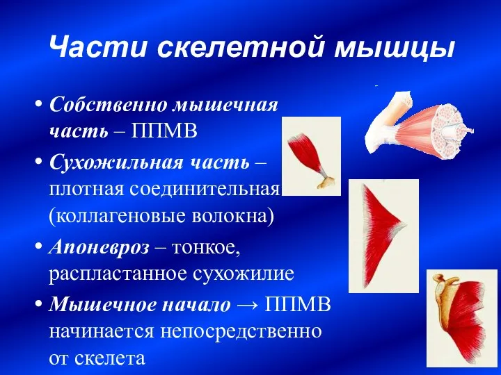 Части скелетной мышцы Собственно мышечная часть – ППМВ Сухожильная часть –