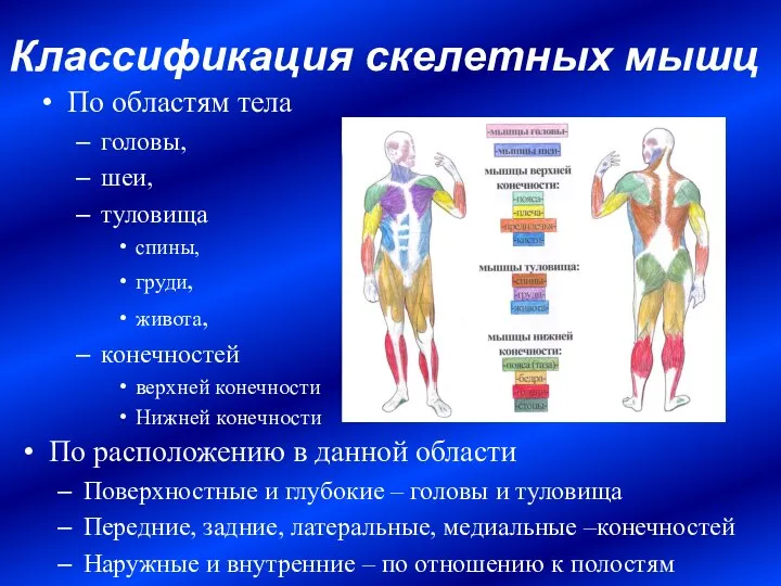 Классификация скелетных мышц По областям тела головы, шеи, туловища спины, груди,