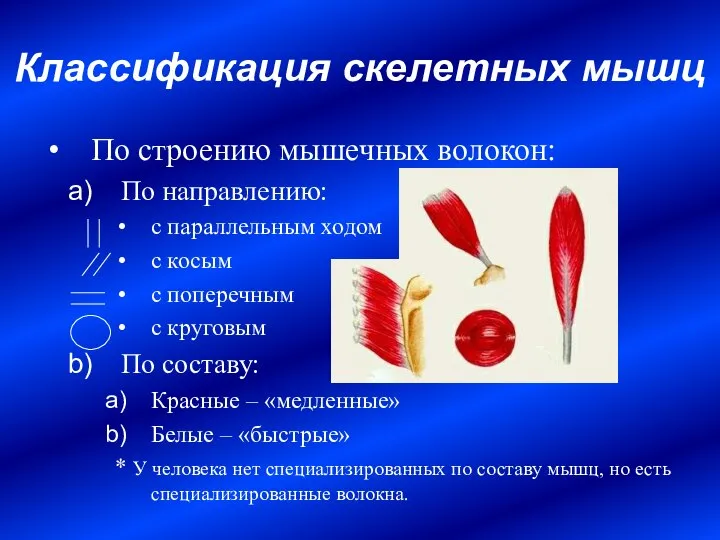 По строению мышечных волокон: По направлению: с параллельным ходом с косым