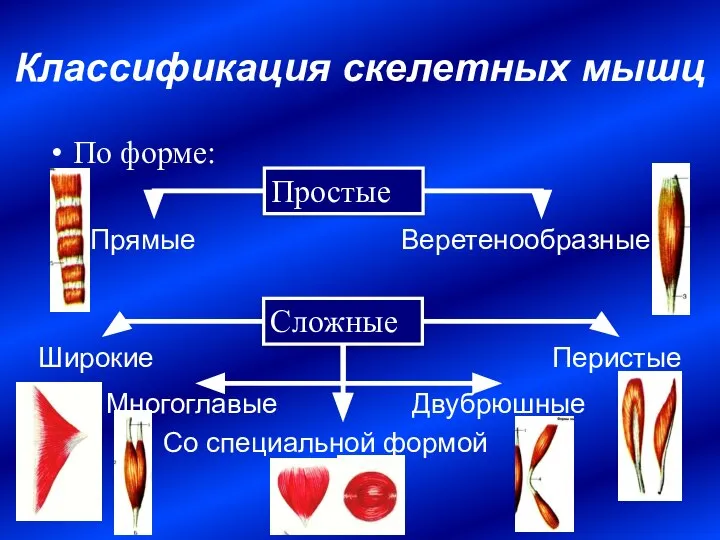 По форме: Классификация скелетных мышц Простые Сложные Веретенообразные Прямые Широкие Многоглавые Перистые Двубрюшные Со специальной формой