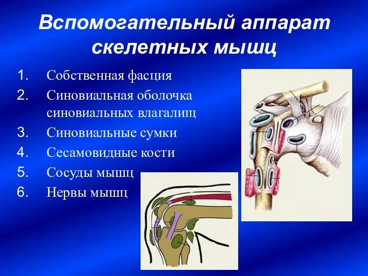 Вспомогательный аппарат скелетных мышц Собственная фасция Синовиальная оболочка синовиальных влагалищ Синовиальные