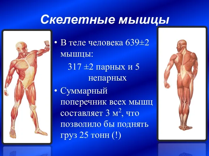 Скелетные мышцы В теле человека 639±2 мышцы: 317 ±2 парных и
