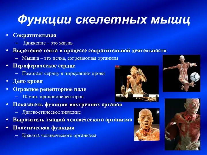 Функции скелетных мышц Сократительная Движение – это жизнь Выделение тепла в