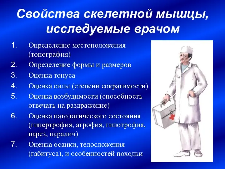 Свойства скелетной мышцы, исследуемые врачом Определение местоположения (топография) Определение формы и