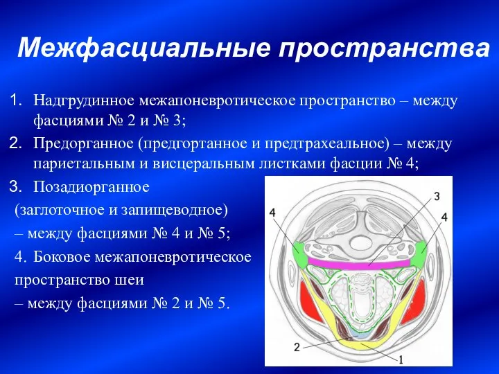 Межфасциальные пространства Надгрудинное межапоневротическое пространство – между фасциями № 2 и