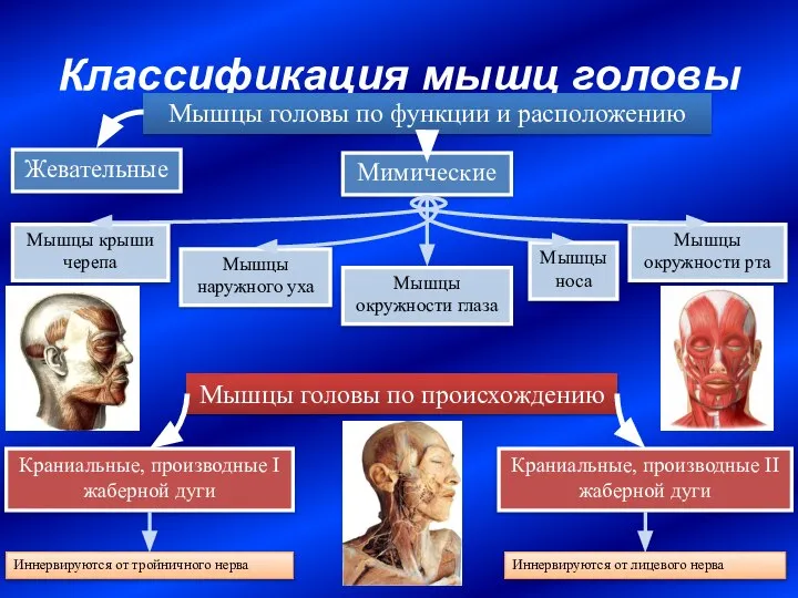 Классификация мышц головы Жевательные Мимические Мышцы головы по функции и расположению