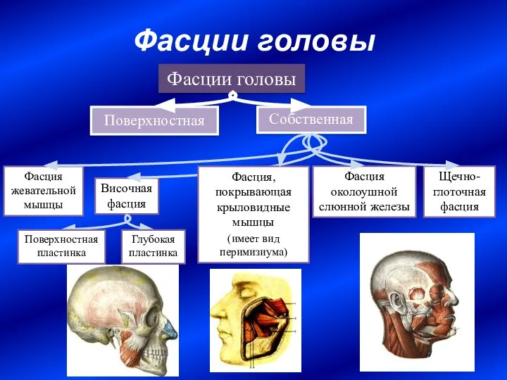 Фасции головы Поверхностная Собственная Фасции головы Височная фасция Фасция жевательной мышцы