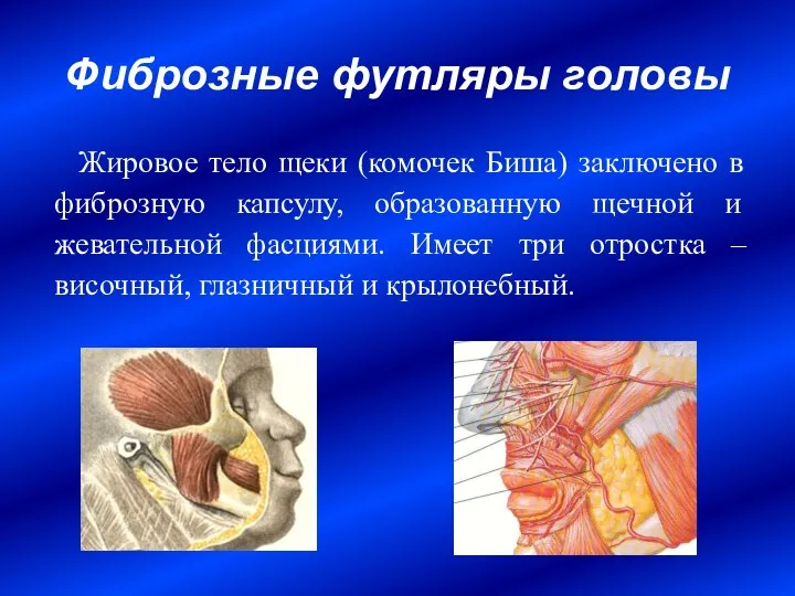 Фиброзные футляры головы Жировое тело щеки (комочек Биша) заключено в фиброзную