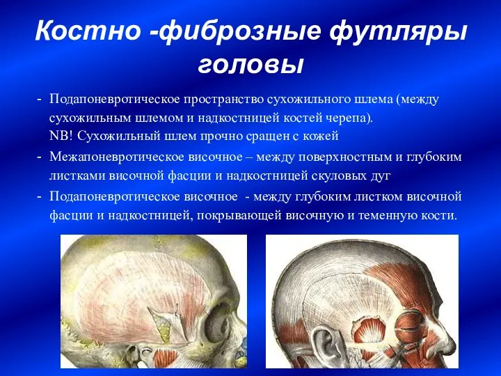 Костно -фиброзные футляры головы Подапоневротическое пространство сухожильного шлема (между сухожильным шлемом