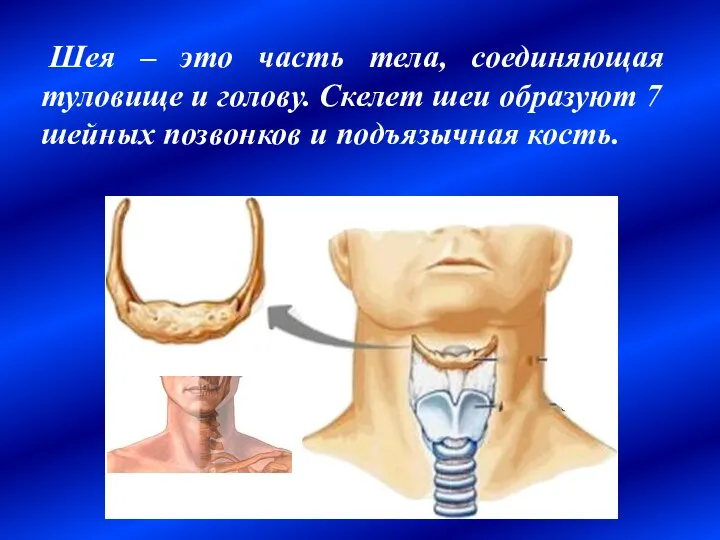 Шея – это часть тела, соединяющая туловище и голову. Скелет шеи