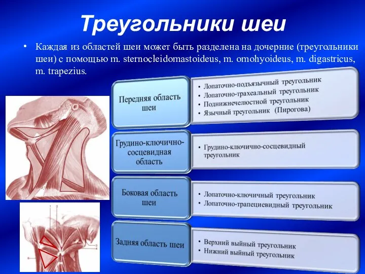 Треугольники шеи Каждая из областей шеи может быть разделена на дочерние