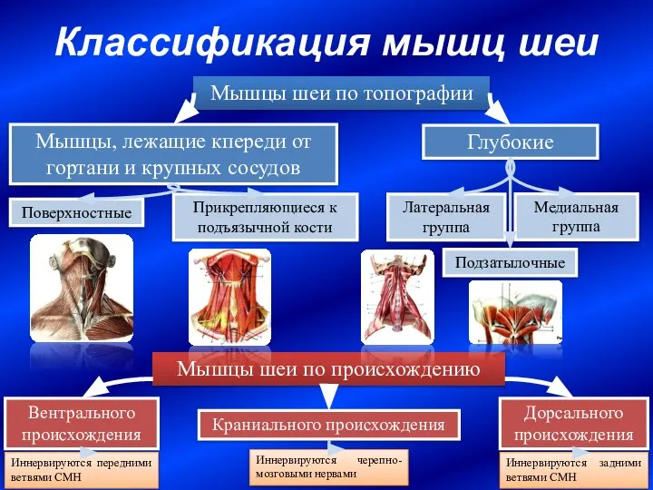 Классификация мышц шеи Мышцы, лежащие кпереди от гортани и крупных сосудов