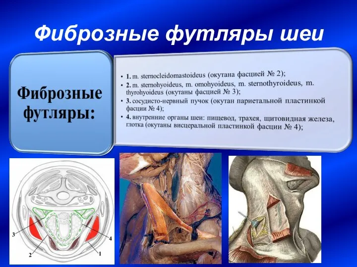 Фиброзные футляры шеи