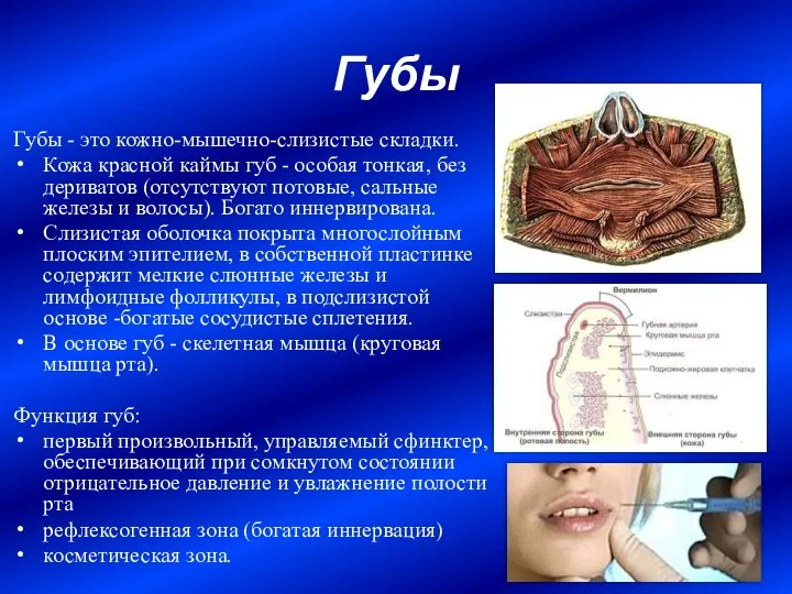 Губы Губы - это кожно-мышечно-слизистые складки. Кожа красной каймы губ -