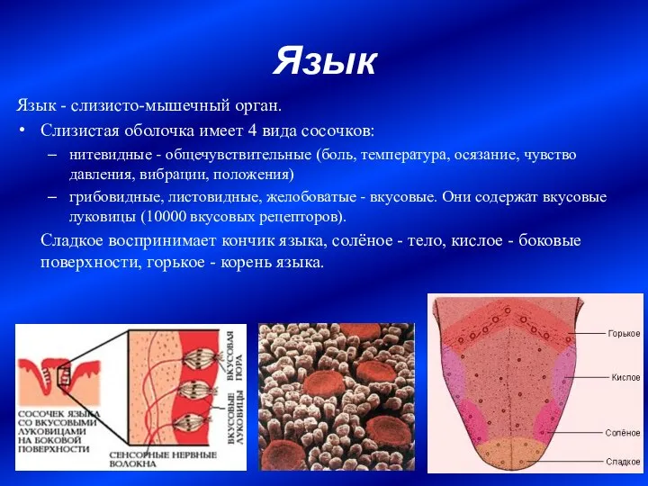 Язык Язык - слизисто-мышечный орган. Слизистая оболочка имеет 4 вида сосочков: