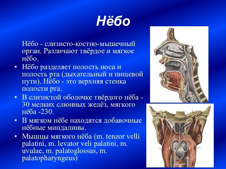 Нёбо Нёбо - слизисто-костно-мышечный орган. Различают твёрдое и мягкое нёбо. Нёбо