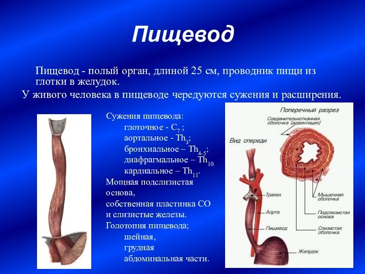 Пищевод Пищевод - полый орган, длиной 25 см, проводник пищи из