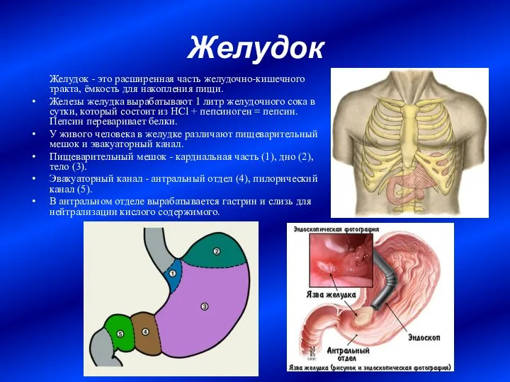 Желудок Желудок - это расширенная часть желудочно-кишечного тракта, ёмкость для накопления