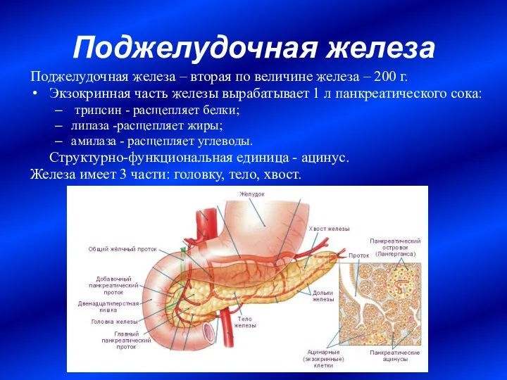Поджелудочная железа Поджелудочная железа – вторая по величине железа – 200