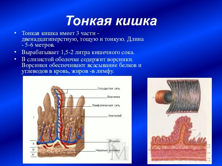 Тонкая кишка Тонкая кишка имеет 3 части - двенадцатиперстную, тощую и