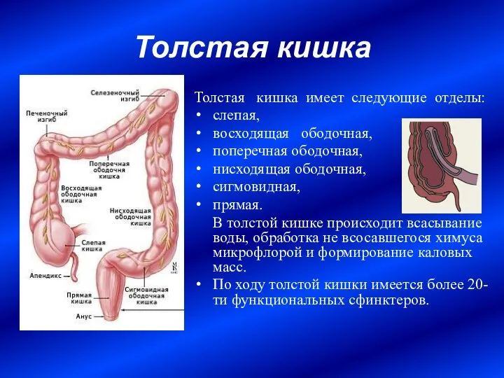 Толстая кишка Толстая кишка имеет следующие отделы: слепая, восходящая ободочная, поперечная