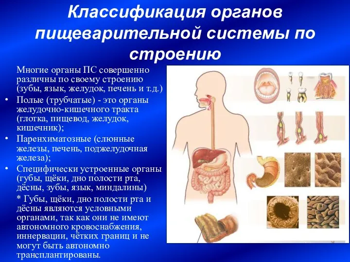 Классификация органов пищеварительной системы по строению Многие органы ПС совершенно различны