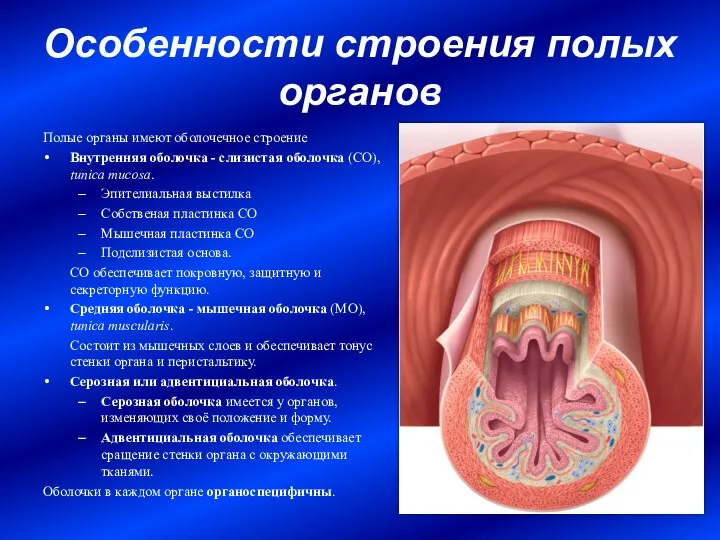 Особенности строения полых органов Полые органы имеют оболочечное строение Внутренняя оболочка