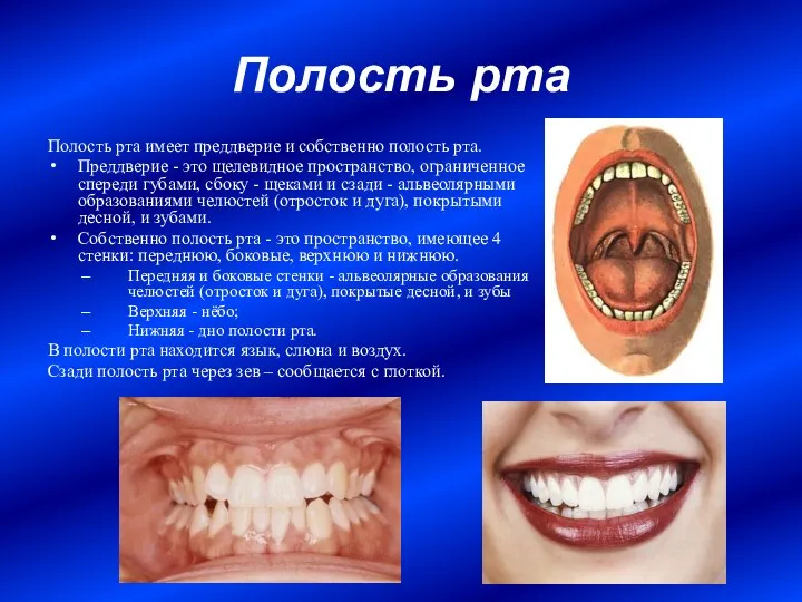 Полость рта Полость рта имеет преддверие и собственно полость рта. Преддверие