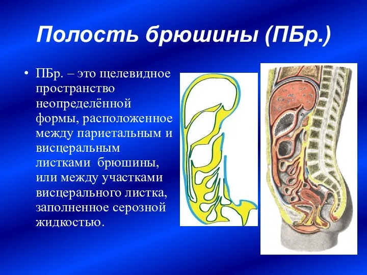 Полость брюшины (ПБр.) ПБр. – это щелевидное пространство неопределённой формы, расположенное