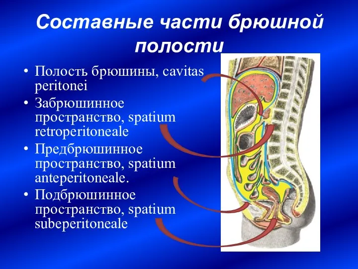 Составные части брюшной полости Полость брюшины, cavitas peritonei Забрюшинное пространство, spatium