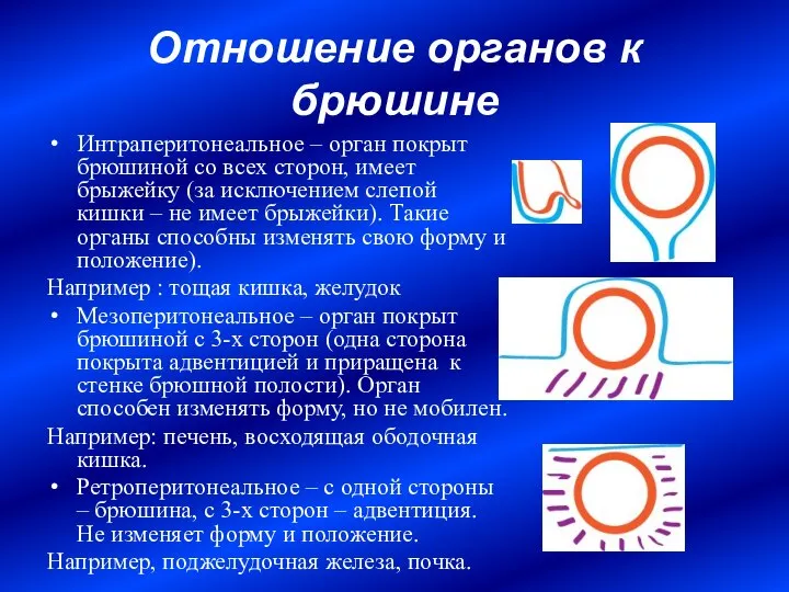 Отношение органов к брюшине Интраперитонеальное – орган покрыт брюшиной со всех