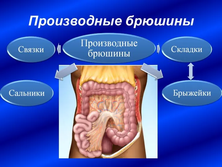 Производные брюшины