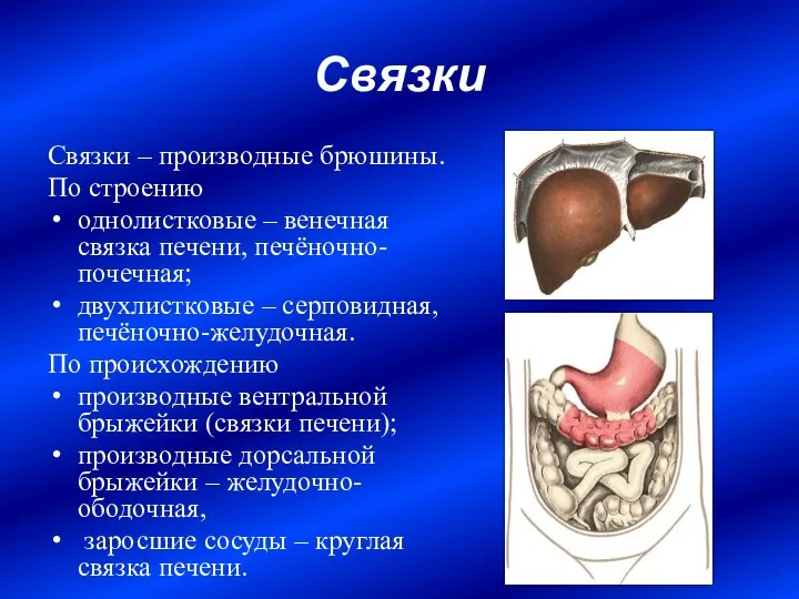 Связки Связки – производные брюшины. По строению однолистковые – венечная связка