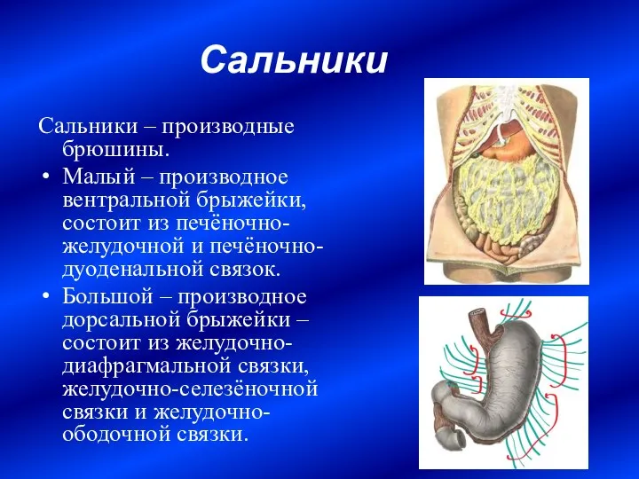 Сальники Сальники – производные брюшины. Малый – производное вентральной брыжейки, состоит