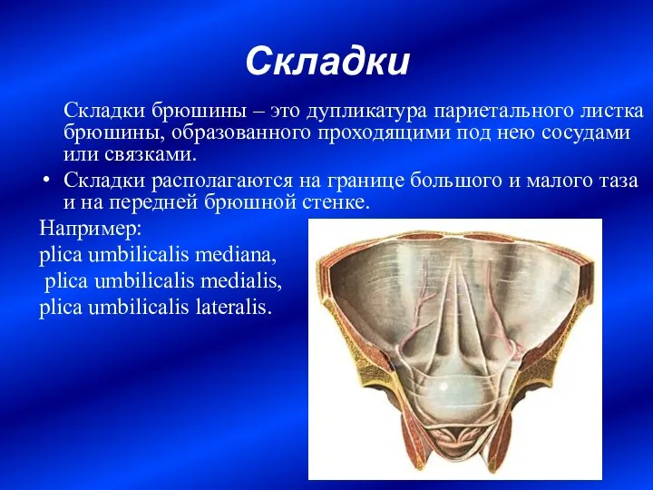 Складки Складки брюшины – это дупликатура париетального листка брюшины, образованного проходящими