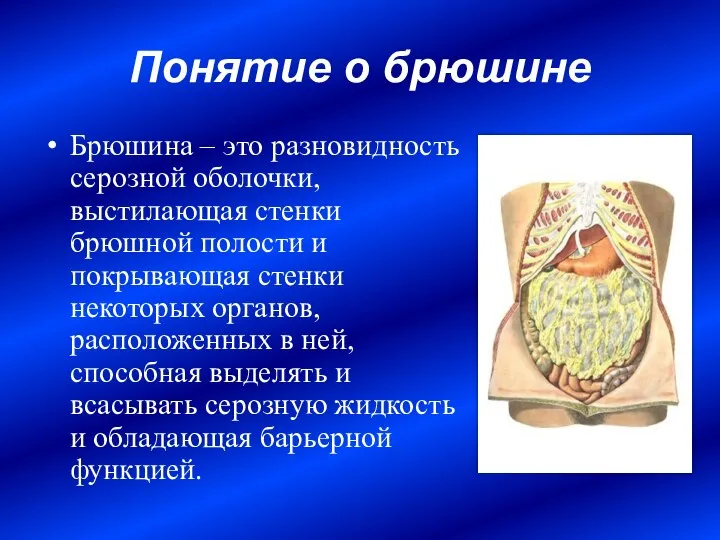 Понятие о брюшине Брюшина – это разновидность серозной оболочки, выстилающая стенки