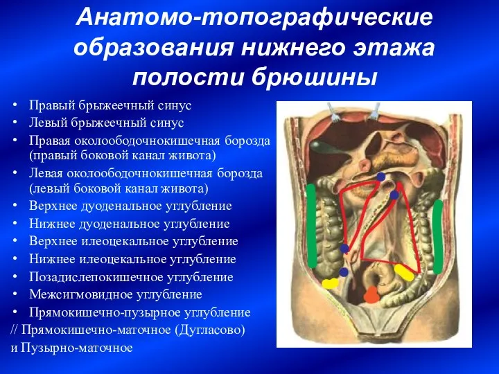 Анатомо-топографические образования нижнего этажа полости брюшины Правый брыжеечный синус Левый брыжеечный