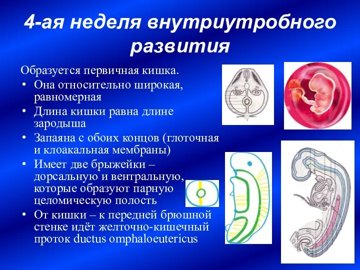 4-ая неделя внутриутробного развития Образуется первичная кишка. Она относительно широкая, равномерная