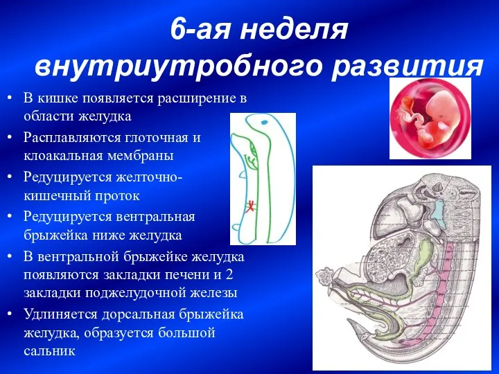 6-ая неделя внутриутробного развития В кишке появляется расширение в области желудка